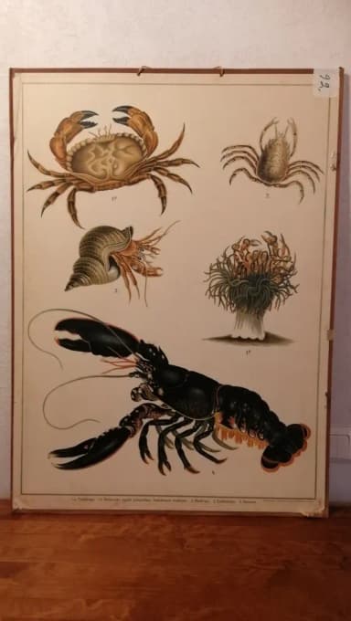 Educational crab chart with various species in good condition
