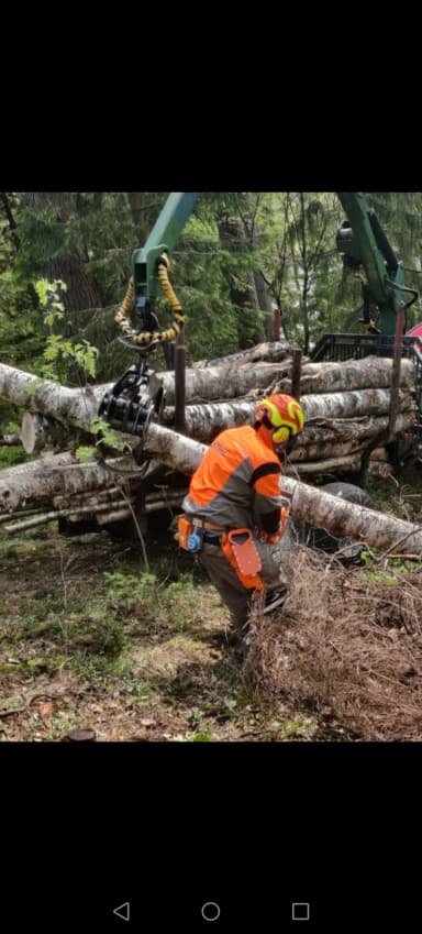 Servicios económicos de tala de árboles en la zona de Joensuu