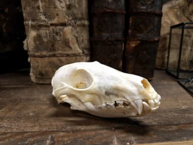 Ketun kallo (Vulpes vulpes) Euroopasta, hampaat ja rakenne ehjät