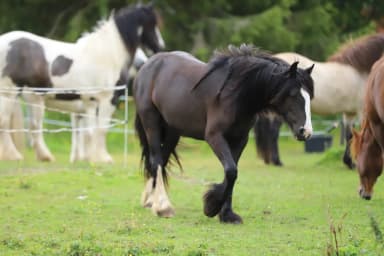 Yegua Irish Cob de 2 años Hobusalu Roxanne en venta