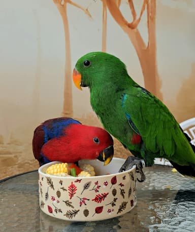 Hermosos polluelos de loro Eclectus disponibles