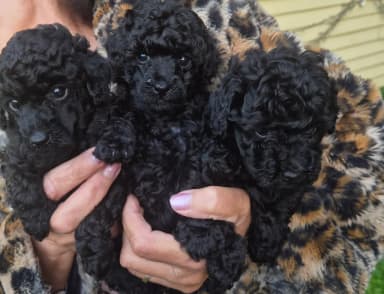 Tres cachorros enanos negros nacidos en Finlandia en 2026
