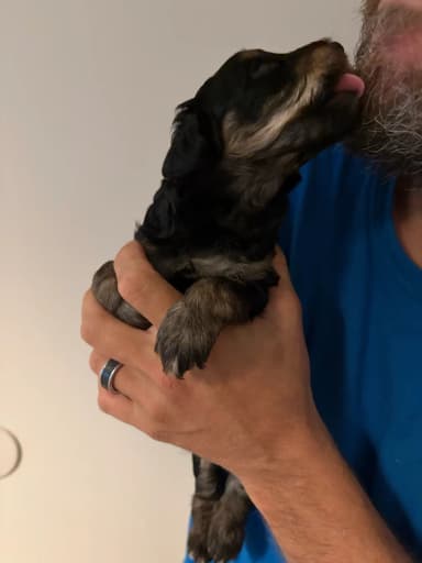 Cachorros rizados, machos y hembras, buscan buenos hogares