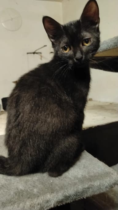 Gatito de medio año Hessu busca un hogar amoroso
