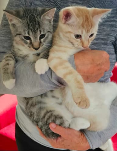 Adorables gatitos de raza autóctona disponibles