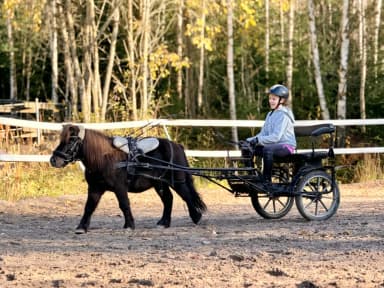 Pequeño pony castrado de 2019, aproximadamente 100 cm de altura