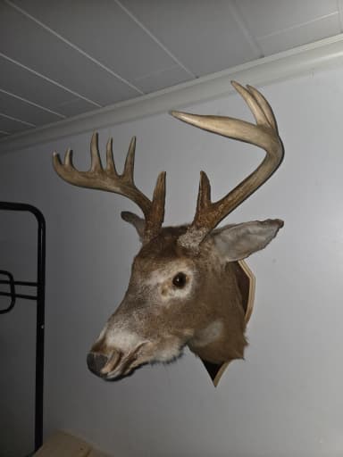 Cabeza de ciervo cola blanca con astas en venta