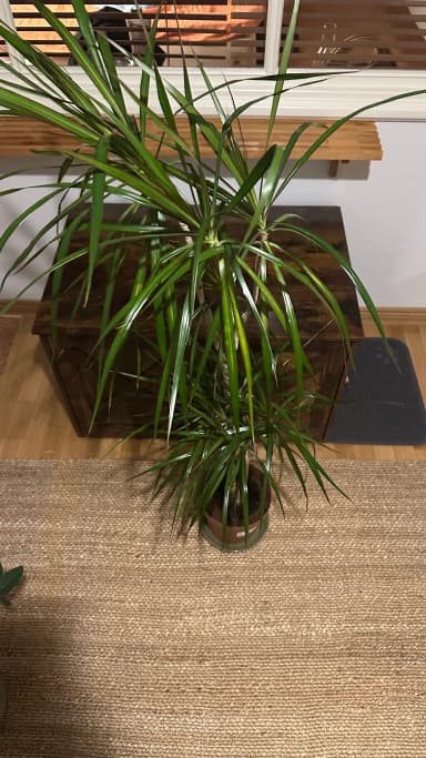 Planta verde Ikea en maceta de plástico