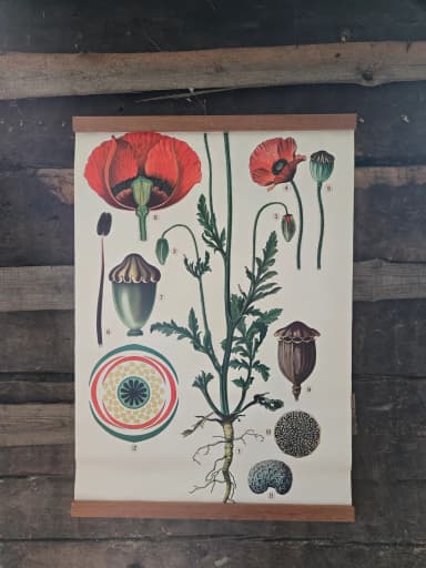Set mit 3 alten botanischen Leinwandbildern
