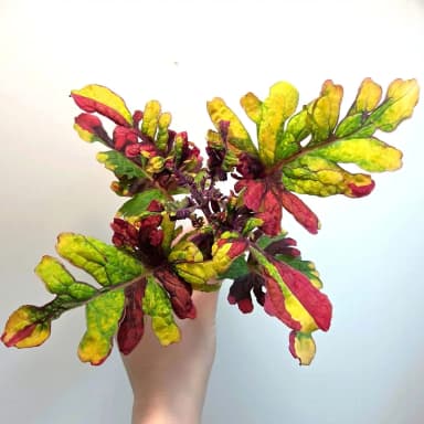 Esqueje de palettblad o coleus disponible en subasta
