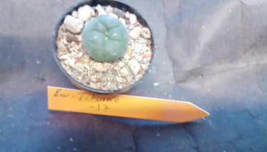 Cactus peyote San Tiburcio en venta