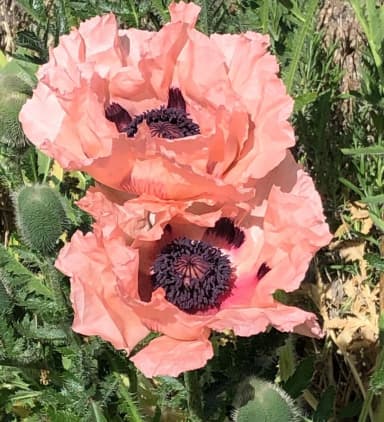 amapola coral reef grande perenne papaver orientale