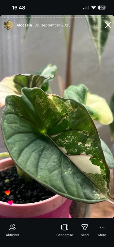 Alocasia nebula albo pink Zimmerpflanze
