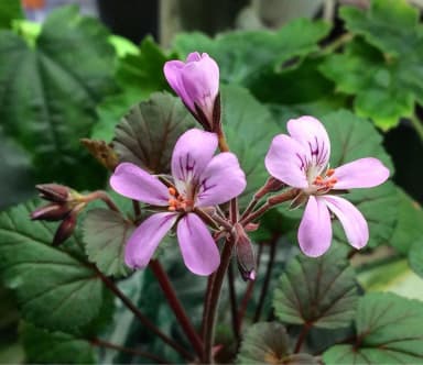 P. HELMSII - P. australe wild pelargonium with red stem, 5 seeds