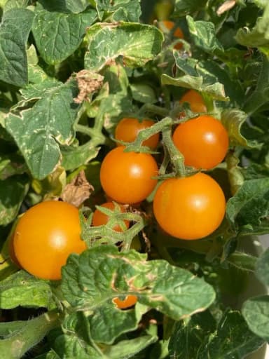 15 Venus Kirschtomaten Samen zum Anpflanzen