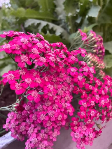 Rote und rosa Schafgarbenblumen zu verkaufen
