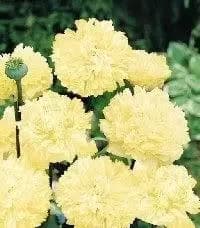 Peonía amarilla disponible en Suecia