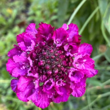 Practical scabiosa flower seeds pack of 10