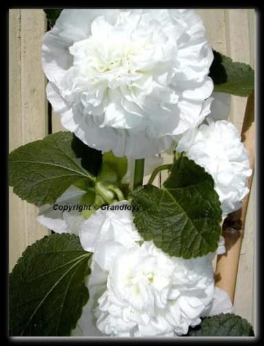 Flores Stockros 'Chaters White' disponibles en Suecia