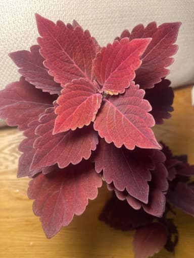 Palettblad Coleus Marooned indoor plant