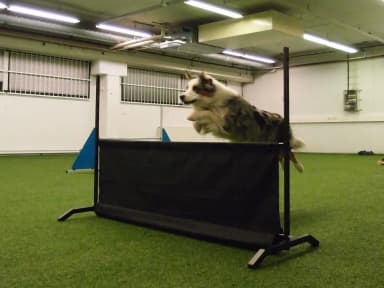 Obstáculo de salto ajustable para entrenamiento canino con características de se