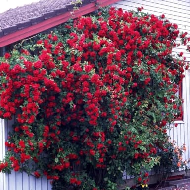 Flammentanz roses seeds, 10 units for sale