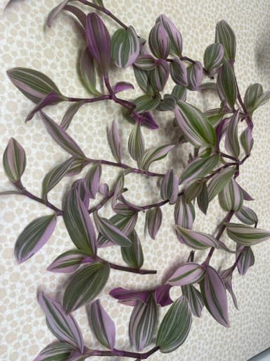Tradescantia Nanouk Hängepflanze zu verkaufen