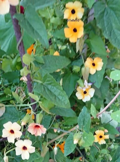 Black-eyed Susan mix with 7 beautiful seeds
