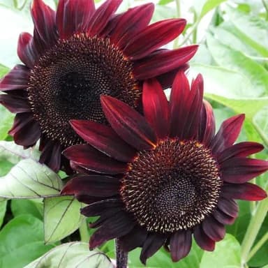 Sunflower Moulin Rouge seeds, height about 150-180 cm, 10 seeds