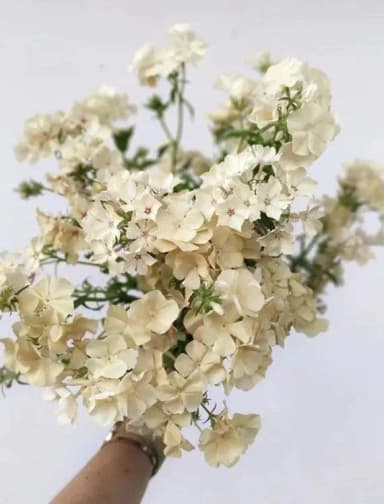 Phlox 'Isabellina' siemeniä 50 kpl