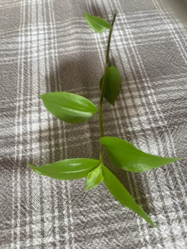 Tradescantia fluminensis hanging houseplant