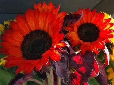 Flores Red Sun Solros disponibles en Suecia