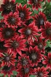 Rudbeckia 'Cherry Brandy' uusi väri saatavilla
