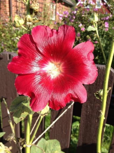 Rote Stockrosensamen zu verkaufen
