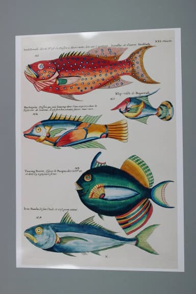 Fish illustration poster in A2 size