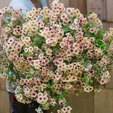 Phlox 'Cherry Caramel' 50 siementä