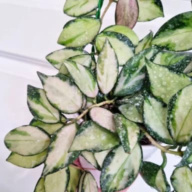 Hoya nabawanensis variegata cutting with one node
