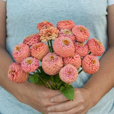 20 Zinnia 'Oklahoma Salmon' siementä myynnissä