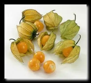 Physalis sweet and tasty berries, very easy to grow