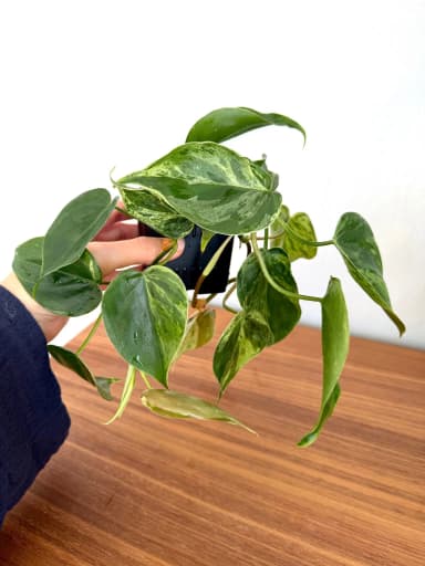Planta Philodendron Hederaceum Oxycardium variegata