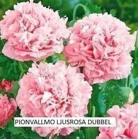 Pink poppy double 60 seeds for sale
