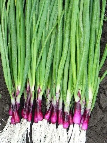 LÖK 'LILIA' Italian spring salad onion