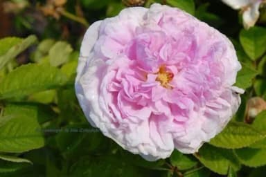 Old unknown variety rose seeds for sale