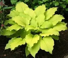 Hosta Dancing Queen seeds available at auction